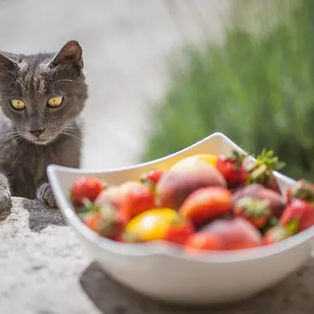 Appartement Potocinarka Potomje