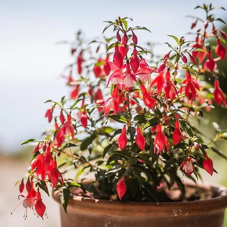 Potocinarka * Potomje